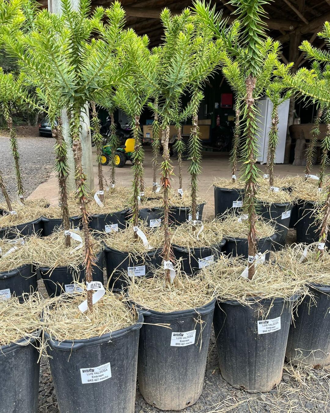 mudas-de-araucarias-enxertadas-reservas-ate-o-dia-15-de-agosto